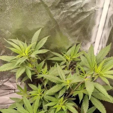 Sweet Mandarine skittlez