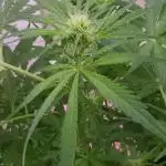 DIVINE SEEDS Auto Fractal