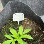 DIVINE SEEDS Auto moon rock