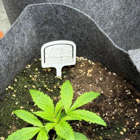 DIVINE SEEDS Auto moon rock