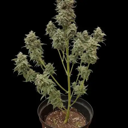 Auto Big Demon