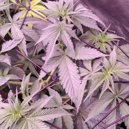Cherry poppers by Barneys Farm