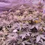 Bruce banner