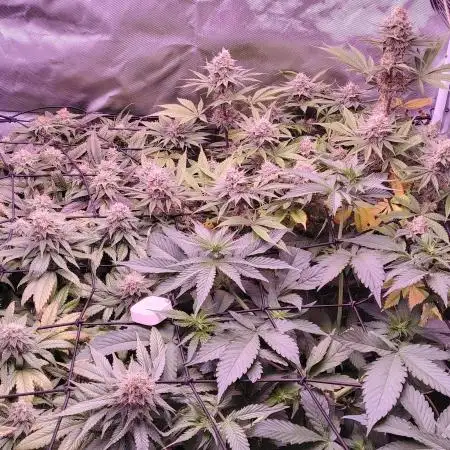 Bruce banner