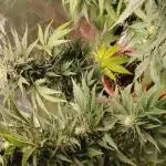 Royal Kush Auto