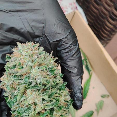 Auto moonrock