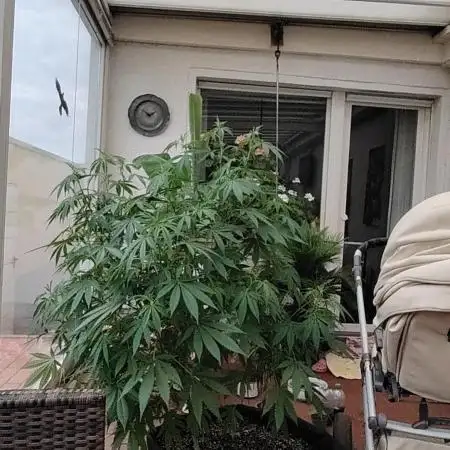 Bruce banner outdoor