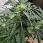 DIVINE SEEDS Auto moon rock