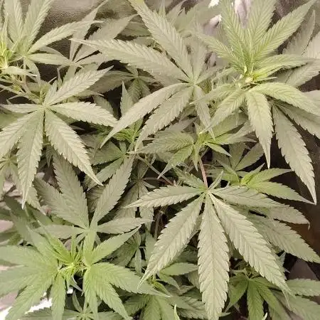 Sweet Mandarine skittlez