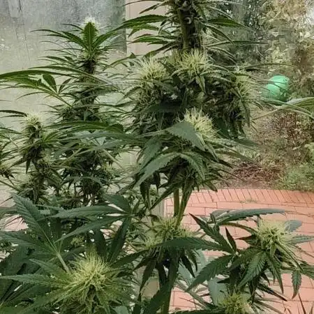 Bruce banner outdoor