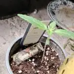 Zamnesia Grease Monkey
