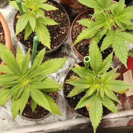 Sweet Mandarine skittlez