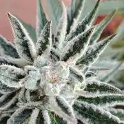 Black Muffin Fast
