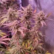 Zamnesia Grease Monkey