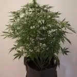 Barneys Auto Mimosa