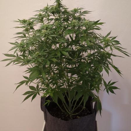 Barneys Auto Mimosa
