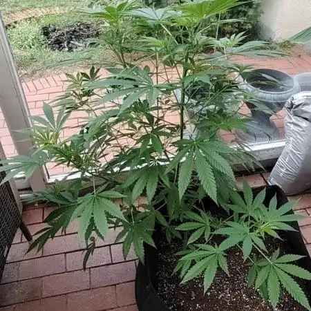 Bruce banner outdoor
