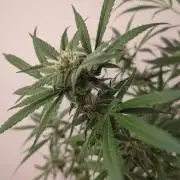 DIVINE SEEDS Auto Fractal