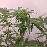 Barneys Auto mobby dick