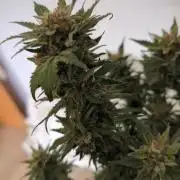 Barneys Auto mobby dick