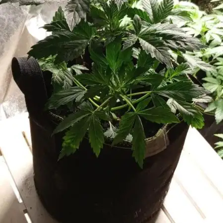 Zamnesia Trainwreck Automatik