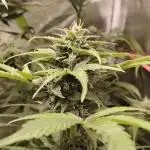 Northern lights auto