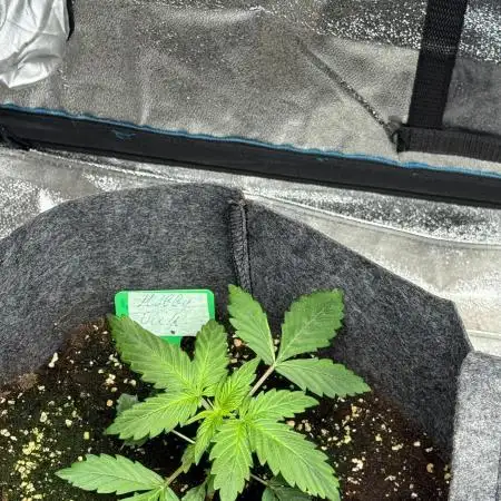 Barneys Auto mobby dick