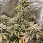 Auto Big Demon
