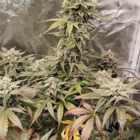 Auto Big Demon