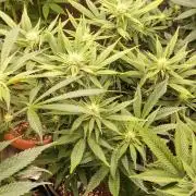 Zamnesia Grease Monkey