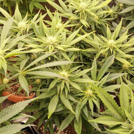 Zamnesia Grease Monkey