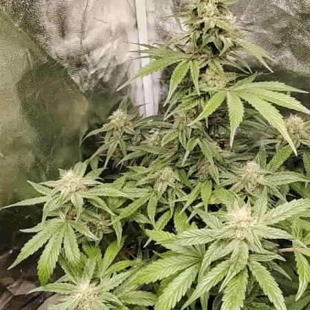 Auto Big Demon