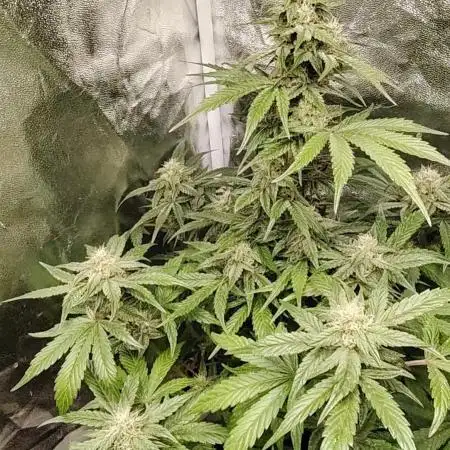 Auto Big Demon