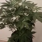 Zamnesia Trainwreck Automatik