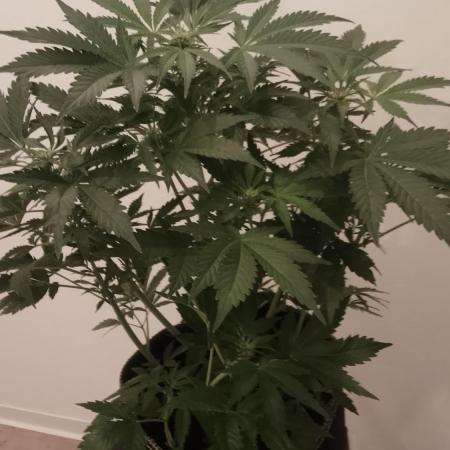 Zamnesia Trainwreck Automatik