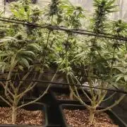 The sweet candy one
