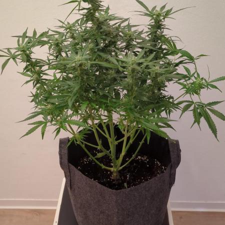 Zamnesia Trainwreck Automatik