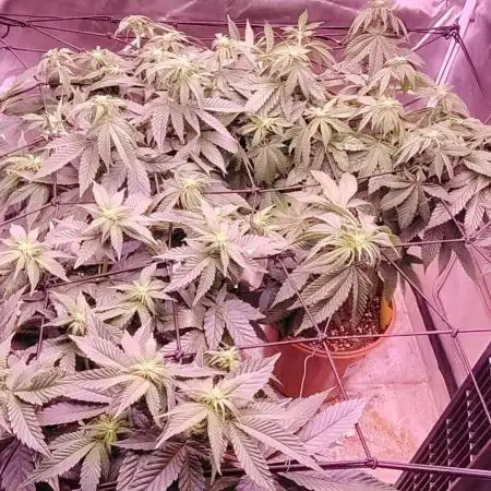 Lemon cherry gelato VS Mimosa Evo