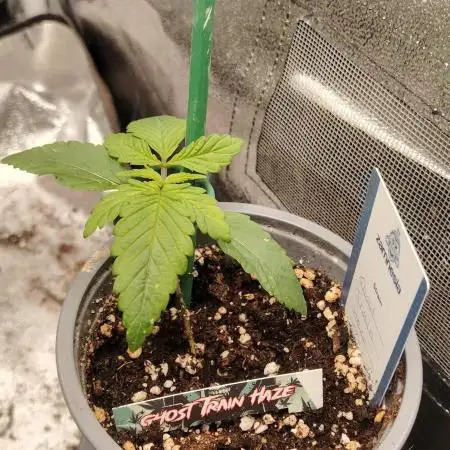Zamnesia Ghost Train Haze *_*
