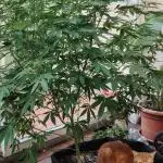 Bruce banner outdoor