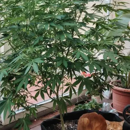 Bruce banner outdoor