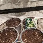 Eternity Grow Cup 2026 Sticky Broccoli