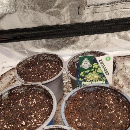 Eternity Grow Cup 2026 Sticky Broccoli