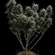 Sweet Mandarine skittlez