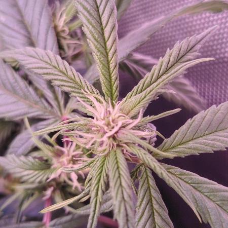 Sweet Mandarine skittlez