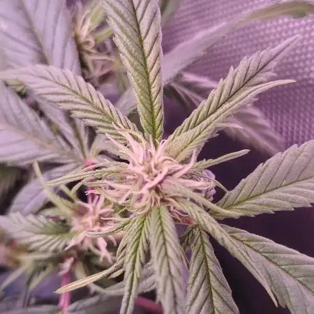 Sweet Mandarine skittlez