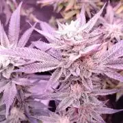 Zamnesia Ghost Train Haze *_*