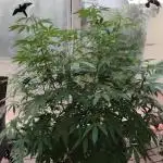 Bruce banner outdoor