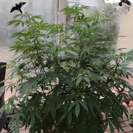 Bruce banner outdoor