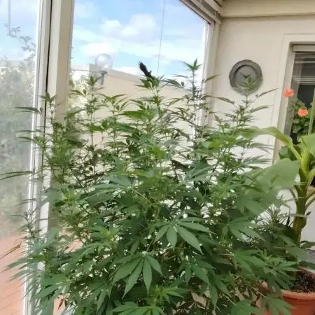 Bruce banner outdoor
